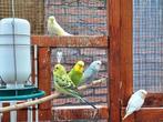 Geel/groene parkieten te koop, Meerdere dieren, Parkiet