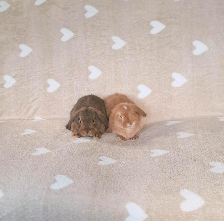 ❤️🎁RASZUIVER MINILOP KOPPELTJE KNUFFELIG TAM & SOCIAAL, Dieren en Toebehoren, Konijnen, Dwerg, Meerdere dieren, 0 tot 2 jaar