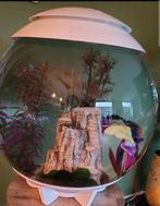 Aquarium 60 liter (biorb), Dieren en Toebehoren, Vis