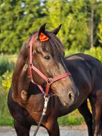 Talentvolle en knappe ruin met potentie, Dieren en Toebehoren, Paarden, Met stamboom, Ruin, Dressuurpaard, L