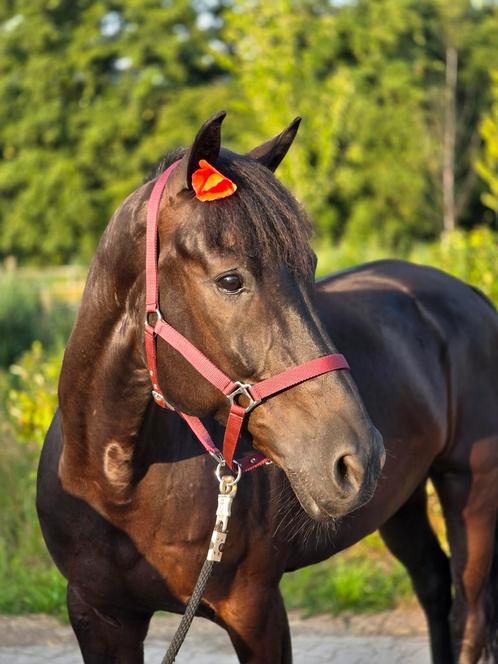 Talentvolle en knappe ruin met potentie, Dieren en Toebehoren, Paarden, Ruin, L, 165 tot 170 cm, 7 tot 10 jaar, Dressuurpaard