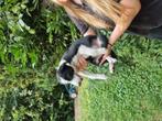 Bordercollie, Dieren en Toebehoren, 8 tot 15 weken, Meerdere, Meerdere dieren, Nederland