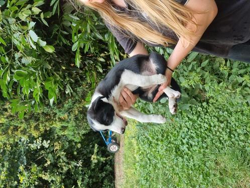 Bordercollie, Dieren en Toebehoren, Honden | Jack Russells en Terriërs, Meerdere dieren, Particulier, Meerdere, Nederland, 8 tot 15 weken