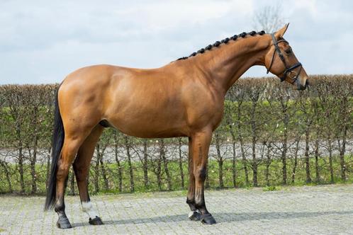 Dressuur / recreatie paard te koop, Dieren en Toebehoren, Paarden, Ruin, M, 170 tot 175 cm, 3 tot 6 jaar, Dressuurpaard