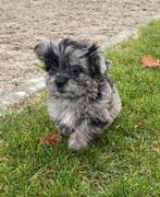 Boomer pup, Overige rassen, CDV (hondenziekte), 8 tot 15 weken, Teef