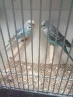 Koppel blackwing x split, Dieren en Toebehoren, Vogels | Parkieten en Papegaaien, Meerdere dieren, Parkiet