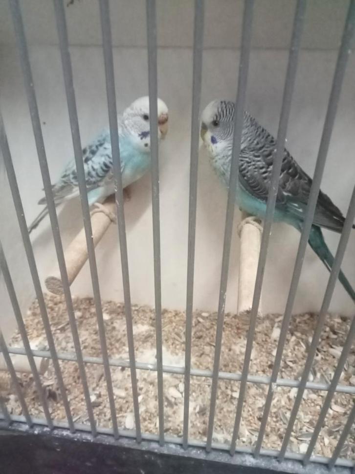 Koppel blackwing x split, Dieren en Toebehoren, Vogels | Parkieten en Papegaaien, Parkiet, Meerdere dieren