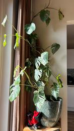 Monstera Variegata plant, Huis en Inrichting, Kamerplanten, Ophalen, Halfschaduw, Minder dan 100 cm