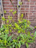 Pluim hortensia Hydrangea paniculata 'Pinky winky', Minder dan 100 cm, Zomer, Overige soorten, Volle zon