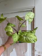Syngonium Freckles - Pijlplant met sproetjes!, Ophalen of Verzenden