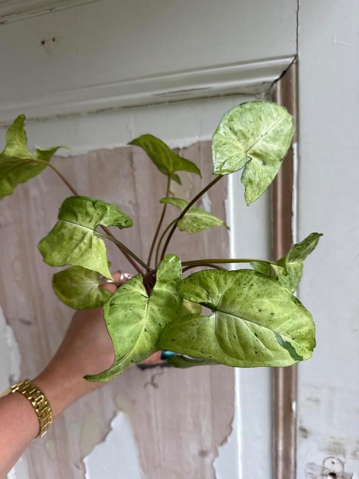 Syngonium Freckles - Pijlplant met sproetjes!, Huis en Inrichting, Kamerplanten, Ophalen of Verzenden