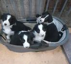 Prachtige lieve border collie pups, Dieren en Toebehoren, Honden | Herdershonden en Veedrijvers, Parvo, 8 tot 15 weken, Collie