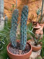 Cactus Browningia Hertlingiana, Ophalen of Verzenden, Zomer, Overige soorten, Volle zon