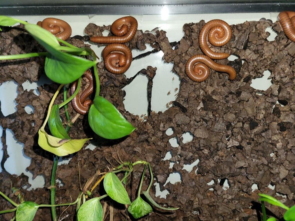 Meerdere miljoenpoten te koop, Dieren en Toebehoren, Overige soorten