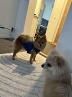pomeranian, Rabiës (hondsdolheid), 8 tot 15 weken, Eén hond, Nederland