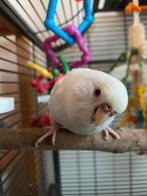 Nieuw huisje gezocht voor grasparkiet Rosie, Dieren en Toebehoren, Vogels | Parkieten en Papegaaien, Vrouwelijk, Parkiet, Tam
