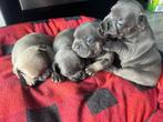 Franse Bulldogs pups bleu tane, Dieren en Toebehoren, Honden | Bulldogs, Pinschers en Molossers, Particulier, Rabiës (hondsdolheid)