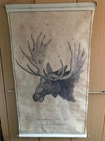 Oud canvas doek/schilderij/Vintage/Antiek./Black Elk 1824 beschikbaar voor biedingen