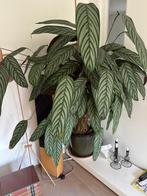 Calathea kamerplant, Huis en Inrichting, Kamerplanten, Ophalen, 100 tot 150 cm, Overige soorten, Halfschaduw