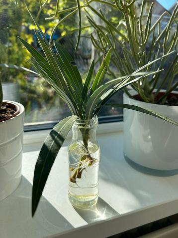 Ruilen: stek van een oleander, roze bloeiend beschikbaar voor biedingen