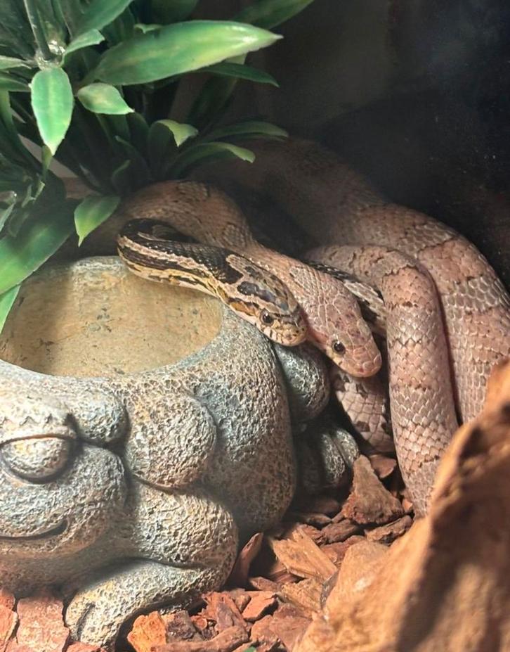 2 slangen met teranium gratis ophalen, Dieren en Toebehoren, Reptielen en Amfibieën, Slang, 3 tot 6 jaar, Met terrarium, Tam