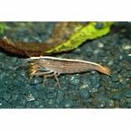 Hobbyaquarium Atyopsis Moluccensis waaierhand, Kreeft, Krab of Garnaal, Zoetwatervis, Schoolvis