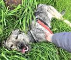 ROANNA PRACHTIG JONG LIEF TEEFJE WIL GRAAG EEN LIEF BAASJE, Rabiës (hondsdolheid), 1 tot 2 jaar, Teef, Eén hond