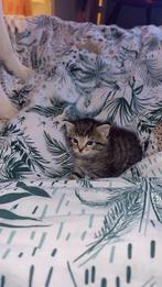 Baby kittens, Dieren en Toebehoren, Katten en Kittens | Raskatten | Korthaar, Poes, Ontwormd, 0 tot 2 jaar
