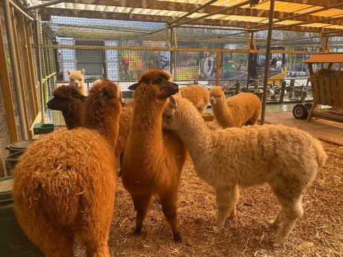 Alpaca's merries (vrouwelijk) | Persoonlijk advies, Dieren en Toebehoren, Pluimvee, Overige soorten, Vrouwelijk