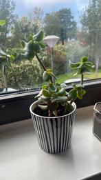 Plant met of zonder pot, Huis en Inrichting, Kamerplanten, Ophalen, Halfschaduw, Minder dan 100 cm