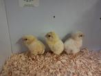 poule de Bresse kuikens, Meerdere dieren, Kip