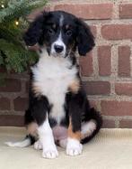 Prachtige BORDER COLLIE x FRIESE STABIJ pup - teefje, Dieren en Toebehoren, Nederland, CDV (hondenziekte), 8 tot 15 weken, Teef