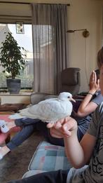 Witte tortelduif / lachduif, Dieren en Toebehoren, Mannelijk, Tortelduif