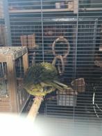 Kanarie pop, Dieren en Toebehoren, Vogels | Kanaries, Vrouwelijk, Kleurkanarie