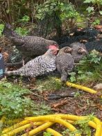 Koekkoek drents hoen foktoom, Meerdere dieren, Kip