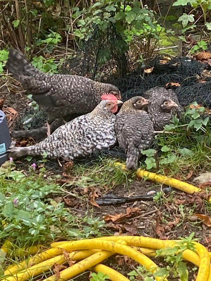 Koekkoek drents hoen foktoom, Dieren en Toebehoren, Pluimvee, Kip, Meerdere dieren