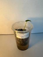 Alocasia lauterbachiana (4), Huis en Inrichting, Kamerplanten, Ophalen of Verzenden, Overige soorten, Minder dan 100 cm