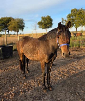 Super bewegende 3 jarige New Forest merrie  beschikbaar voor biedingen