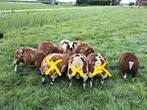 Te koop beste bonte dekrammen, Dieren en Toebehoren, Schapen, Geiten en Varkens, Schaap
