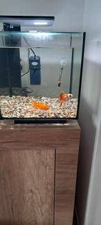 Aquarium met 2 Sluierstaarten teKoop

-Model: SuperFish QUBI, Ophalen, Zo goed als nieuw, Leeg aquarium