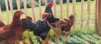 Kip 4 stuks, Meerdere dieren, Kip