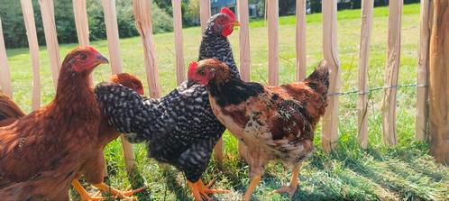 Kip 4 stuks, Dieren en Toebehoren, Pluimvee, Kip, Meerdere dieren