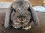 Minilop, nhd, dwerghangoor, minidwerg, babykonijntjes, Dieren en Toebehoren, Konijnen, Meerdere dieren, Dwerg, Hangoor, 0 tot 2 jaar