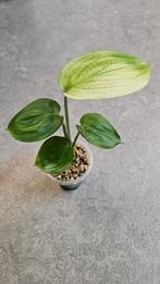 Scindapsus White Monster, Ophalen of Verzenden, Halfschaduw, Minder dan 100 cm