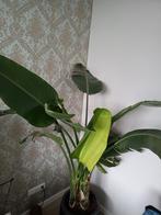strelitzia nicolai 200cm, Ophalen, Overige soorten, 200 cm of meer