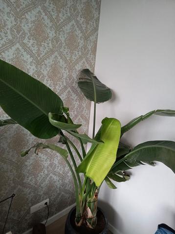 strelitzia nicolai 200cm  beschikbaar voor biedingen