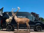 Edelhert fulmount opgezet hert gewei opgezette taxidermie, Ophalen, Nieuw, Hert, Opgezet dier