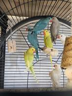 Halsband parkieten | Jonge dieren | Passend advies, Dieren en Toebehoren, Vogels | Parkieten en Papegaaien, Meerdere dieren, Parkiet