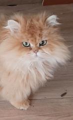 BLH Golden Shaded dekkater