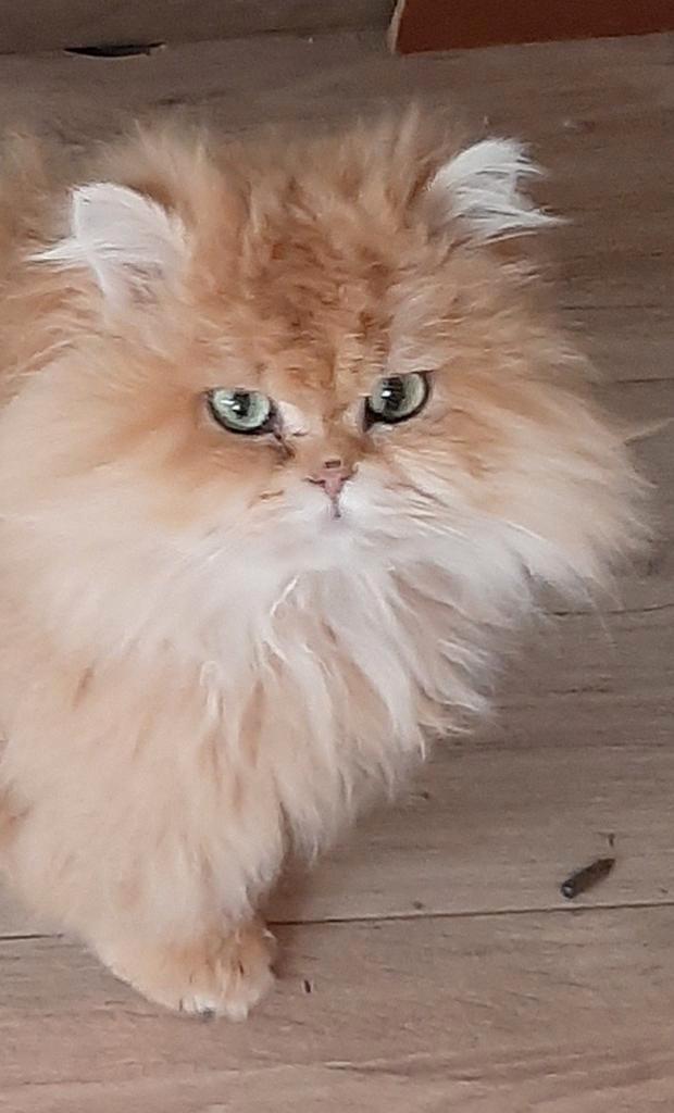 BLH Golden Shaded dekkater, Dieren en Toebehoren, Katten en Kittens | Dekkaters